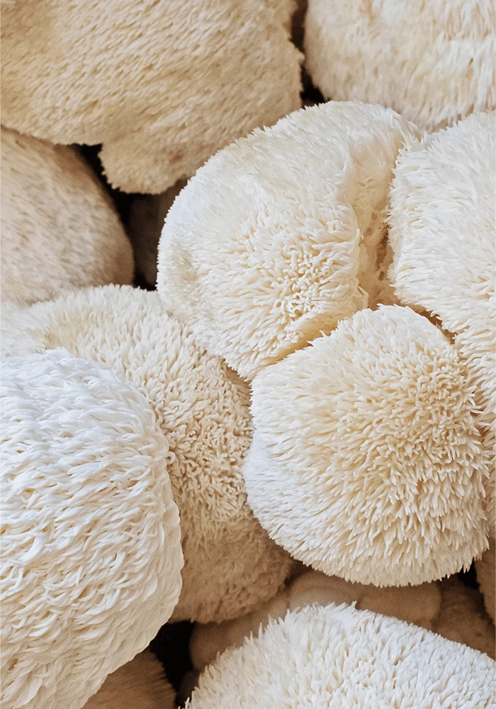 Lion's Mane mushroom